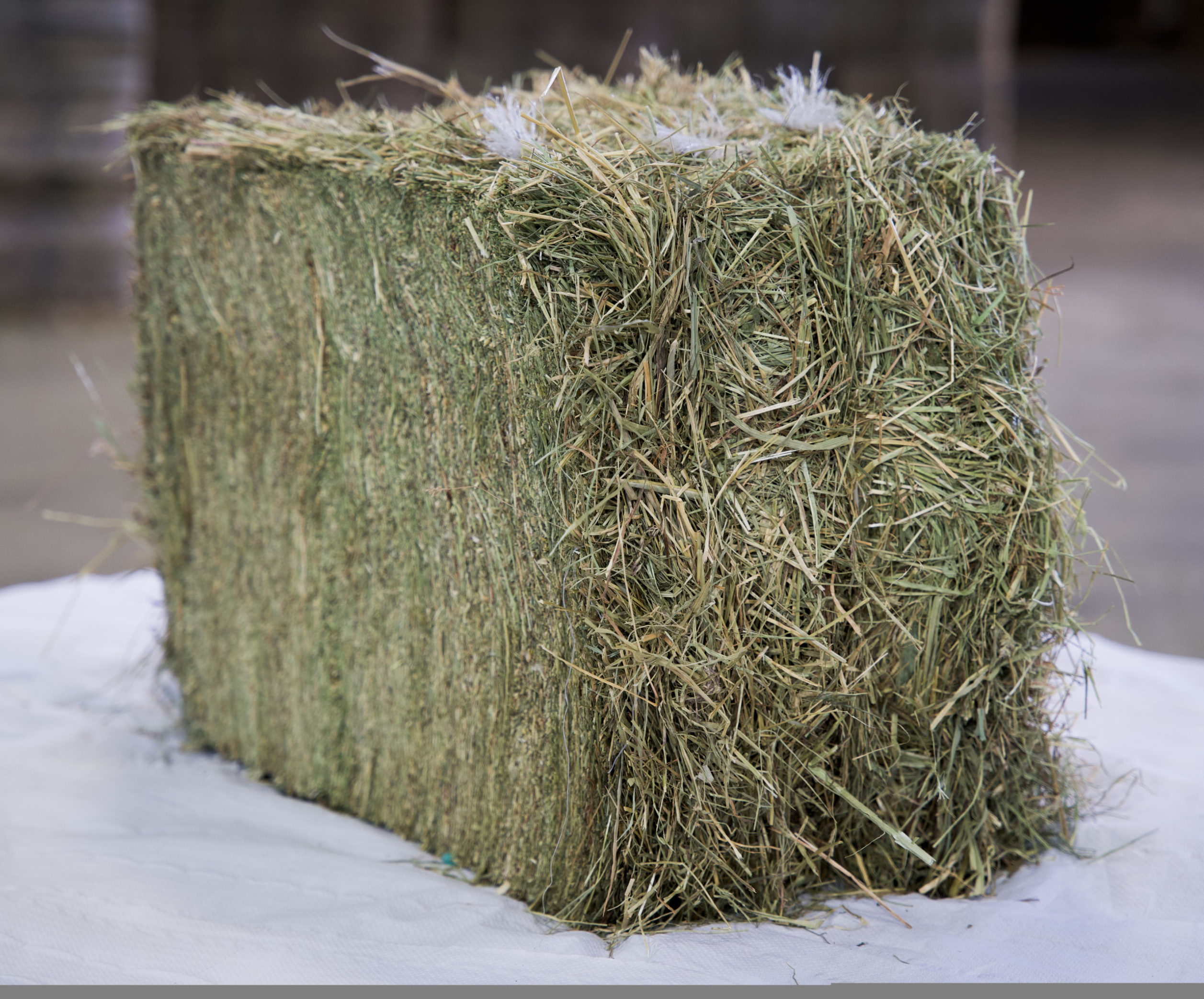 Highland Hay bales for sale