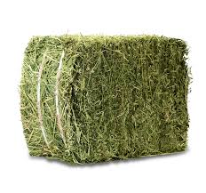 Alfalfa Hay