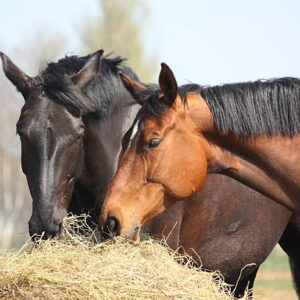 Premium Equine Blend (Horses)