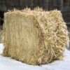 Wheat Straw Hay bales for sale