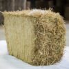Rice Straw Hay bales for sale