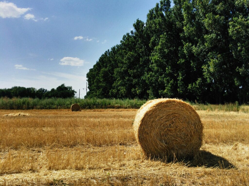Hay bales for sale