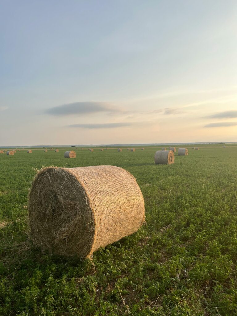 Hay bales for sale