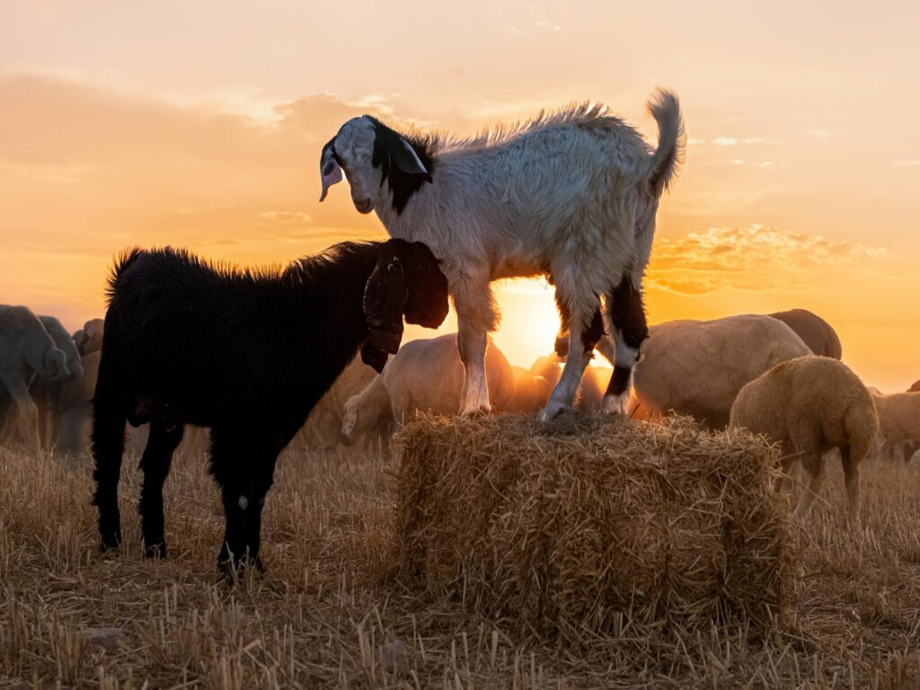 Hay bales for sale