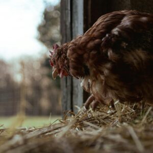 Coop Crunch Mix (Chicken)