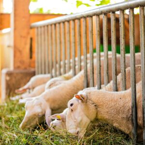Fluffy Flock Favorite (Sheep)