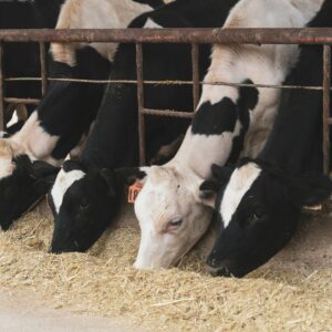 Ruminant Rich Bale (Cows)