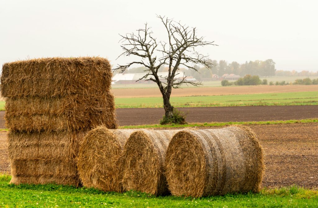 Hay bales for sale