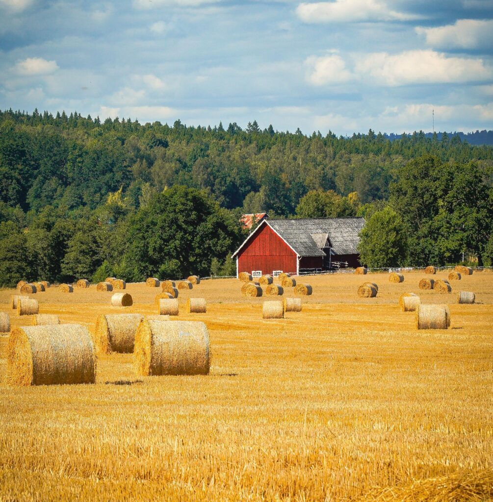 Hay bales for sale