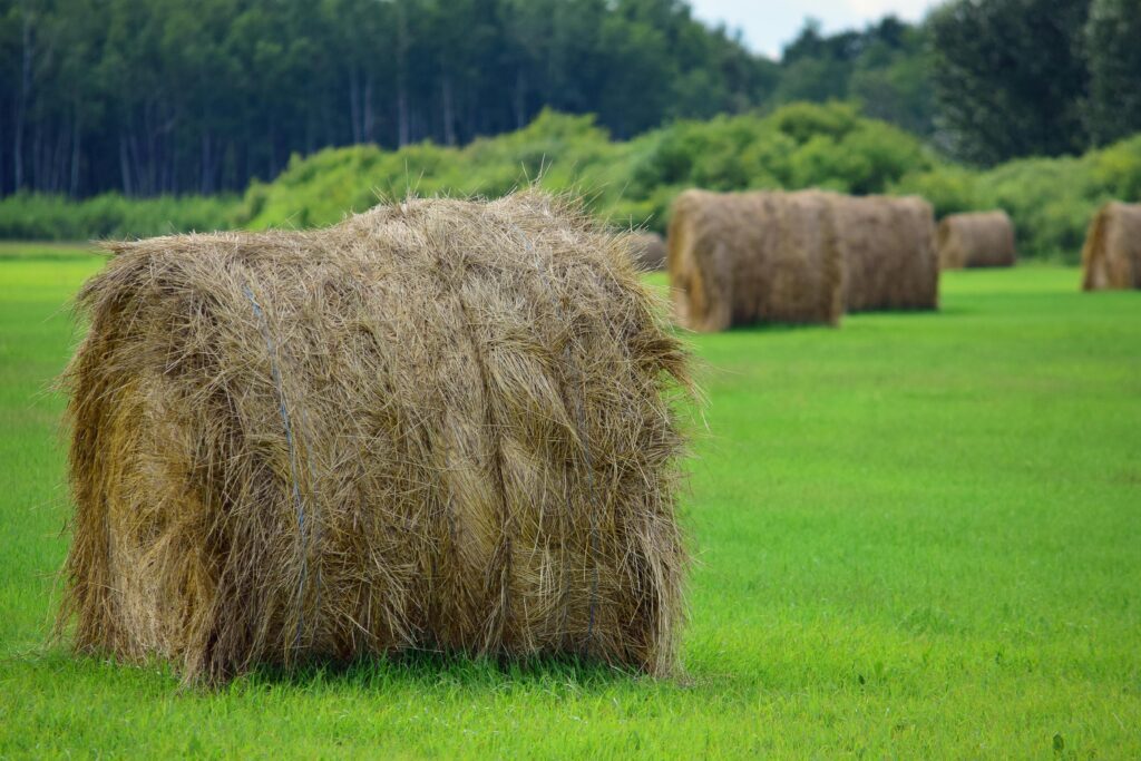 Hay bales for sale