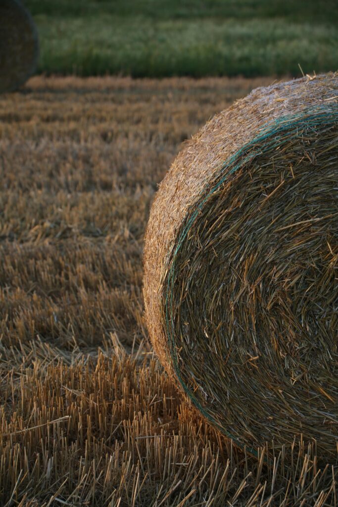 Hay bales for sale