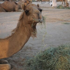 Desert Grazer's Choice (Camels)